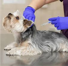 About Us | Ridgeline Animal Hospital